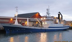 Havdrøn losser Nordsjøsild på Lofoten Viking